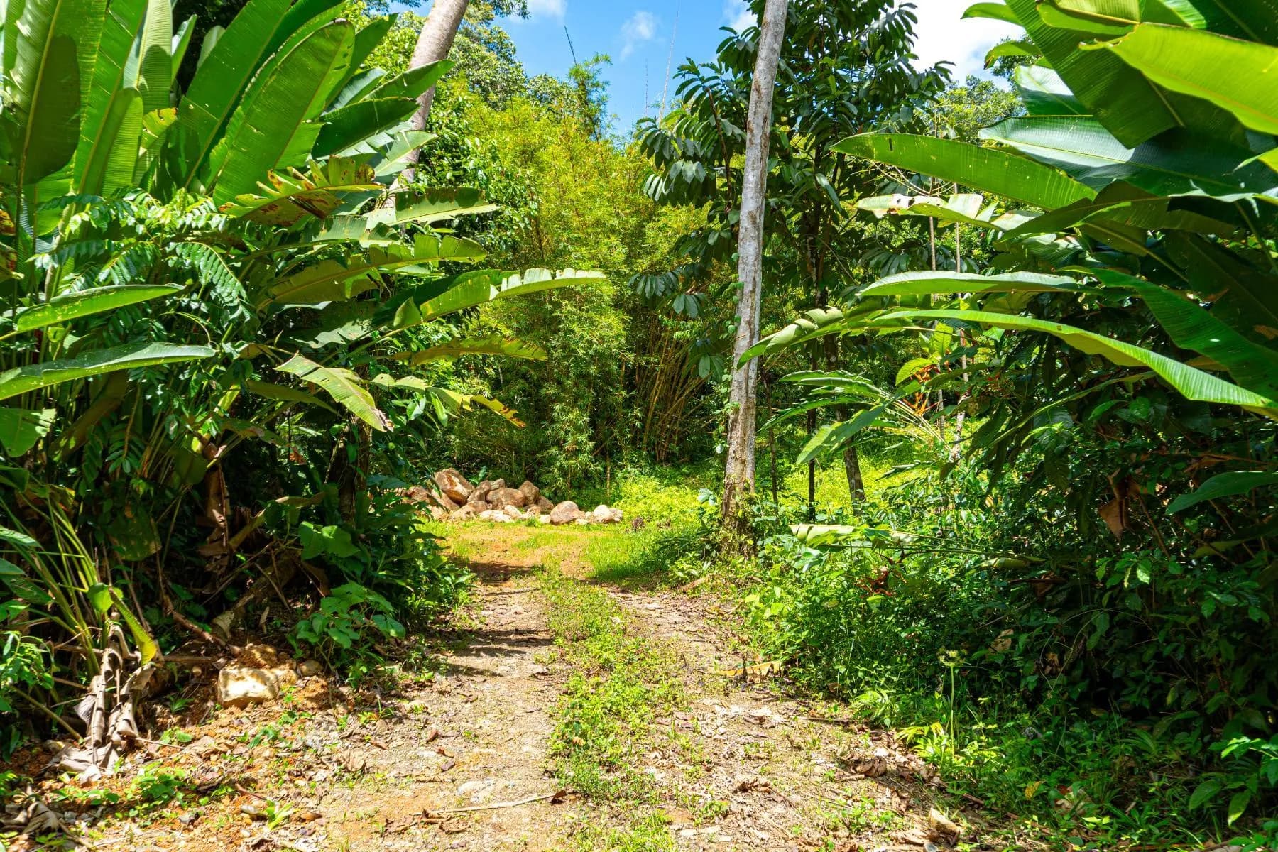 Land at Bahía Ballena