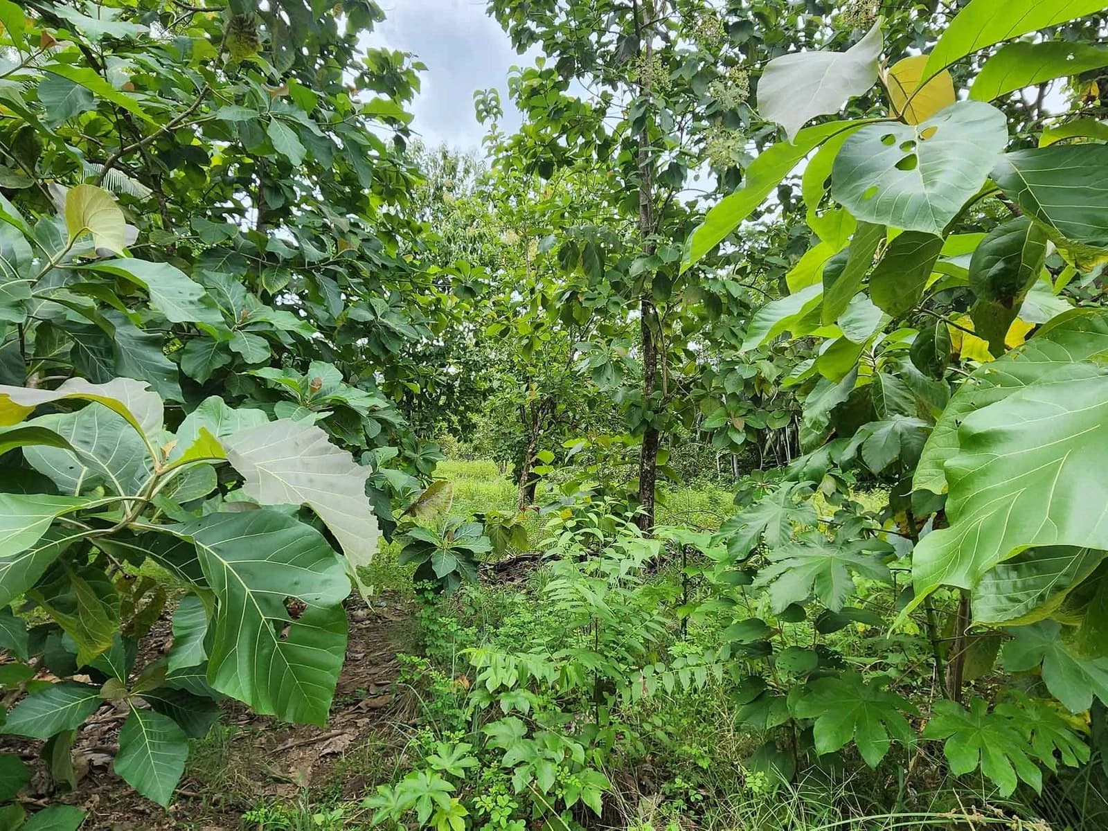 Land at Quepos