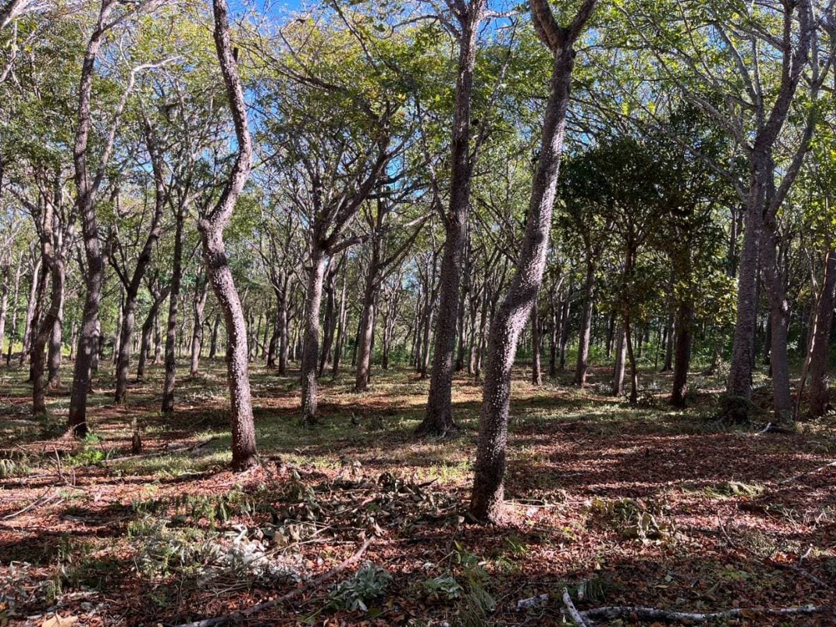 Property at Tamarindo