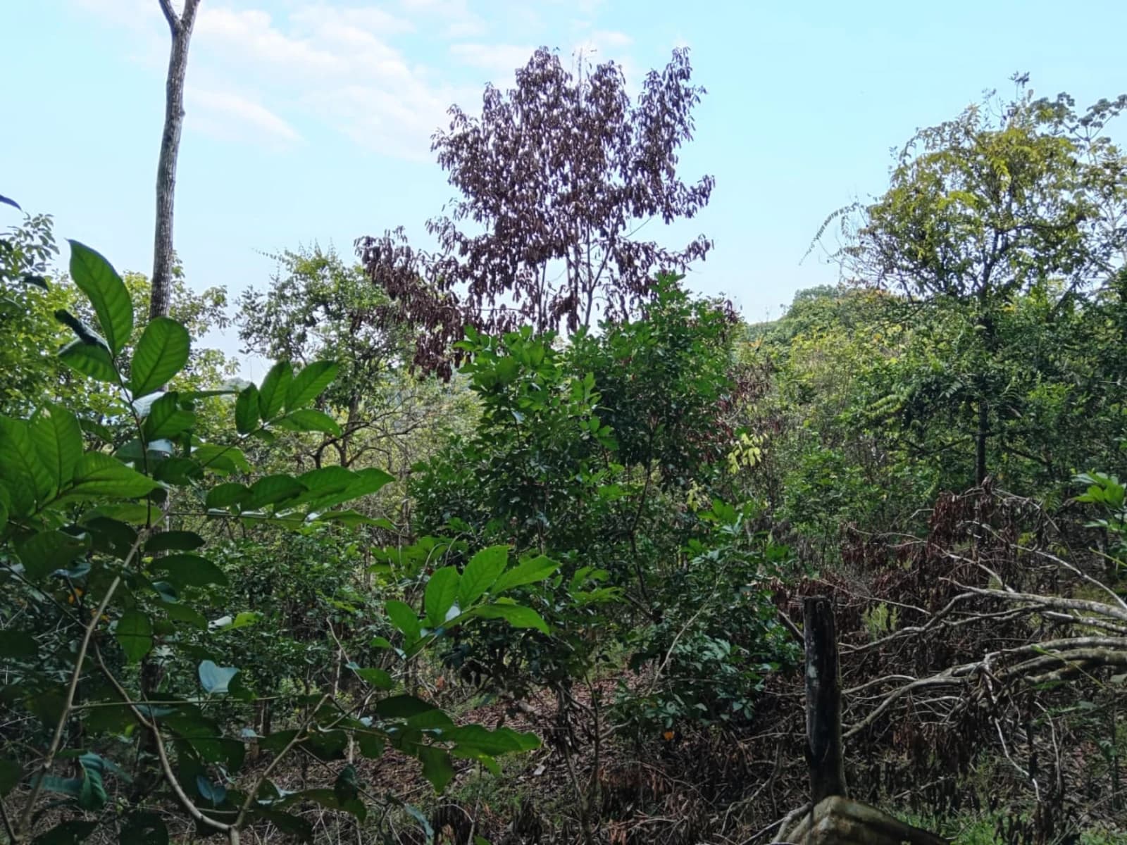 Terreno en Osa