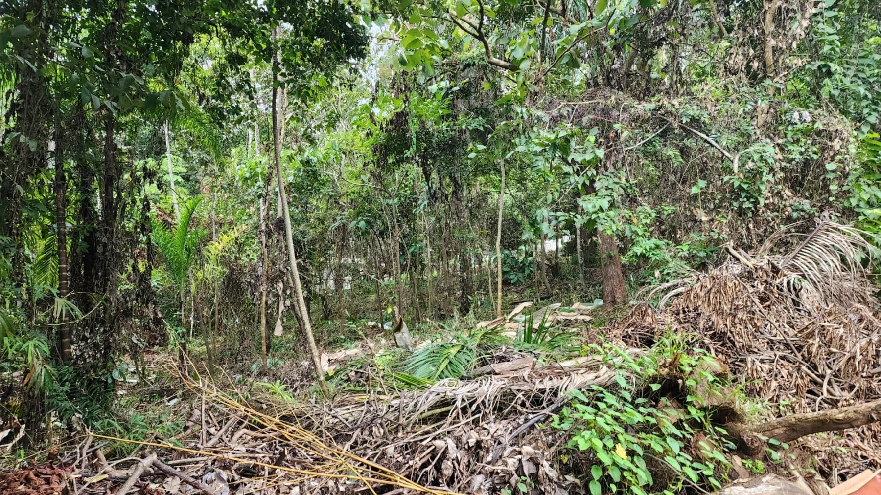 Land at Quepos