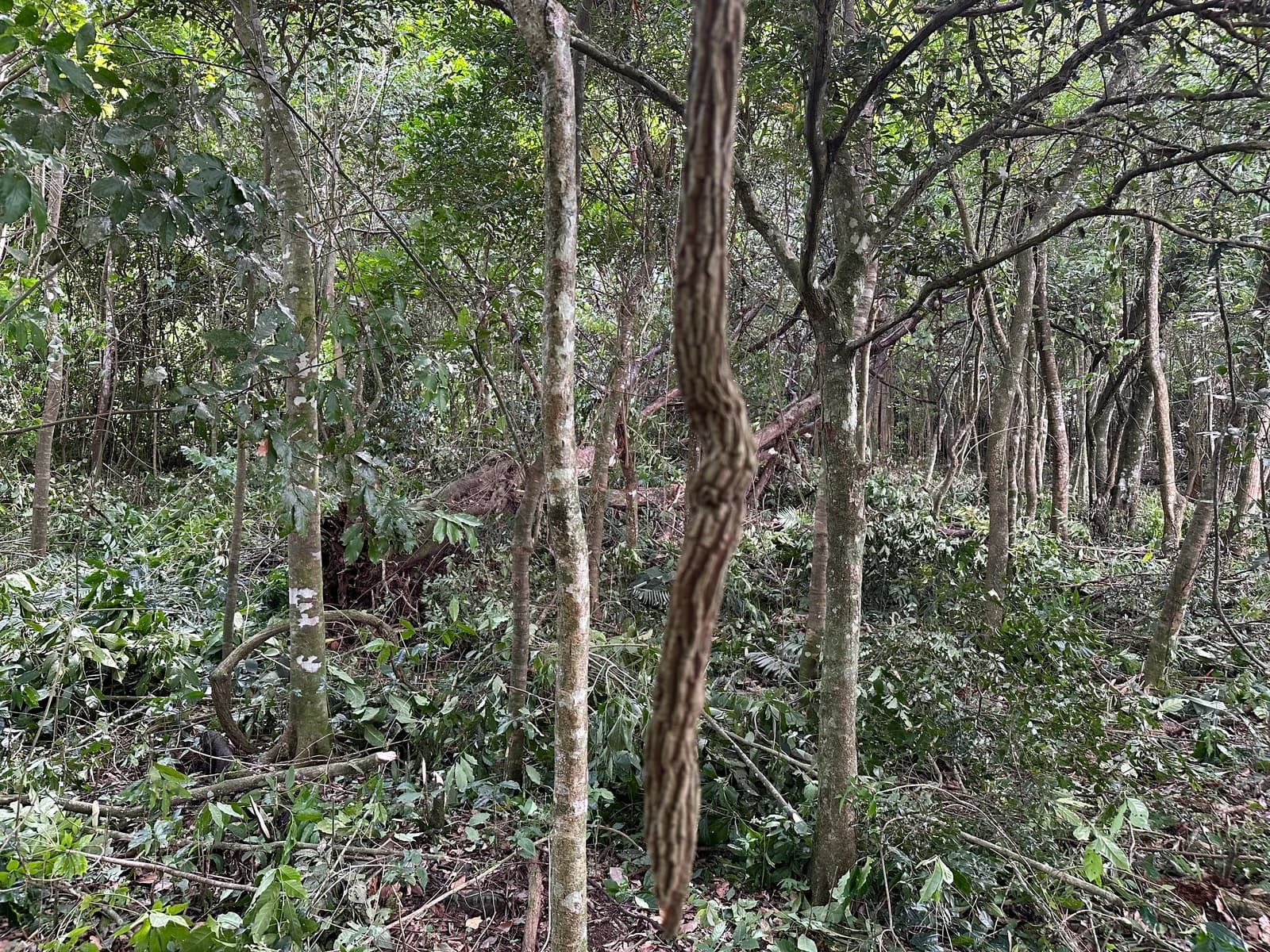 Land at San Rafael