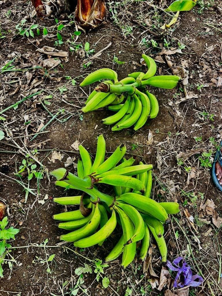 Estate at Puerto Viejo Playa Negra