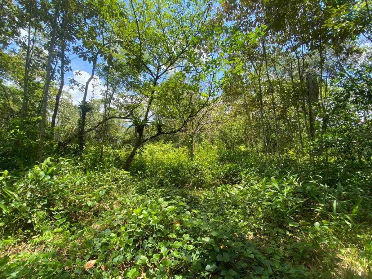 Property at Ojochal