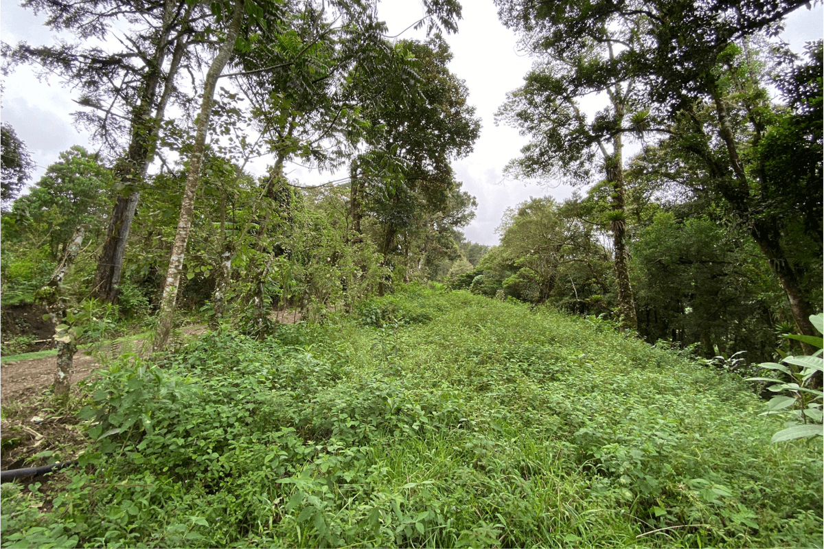 Land at Alajuela
