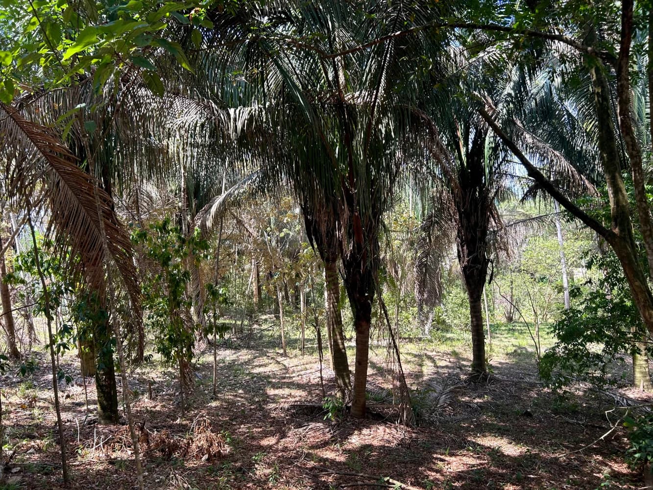 Terreno en Bahía Ballena