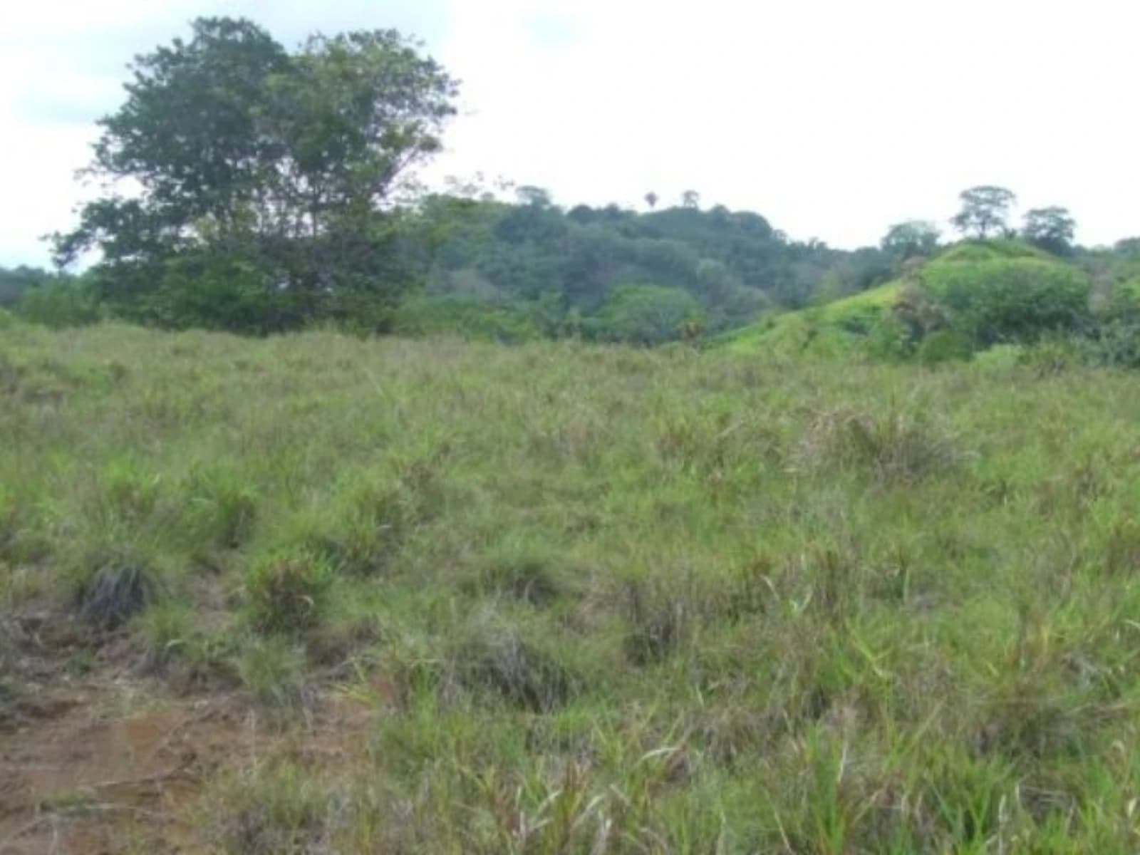 Land at Quepos