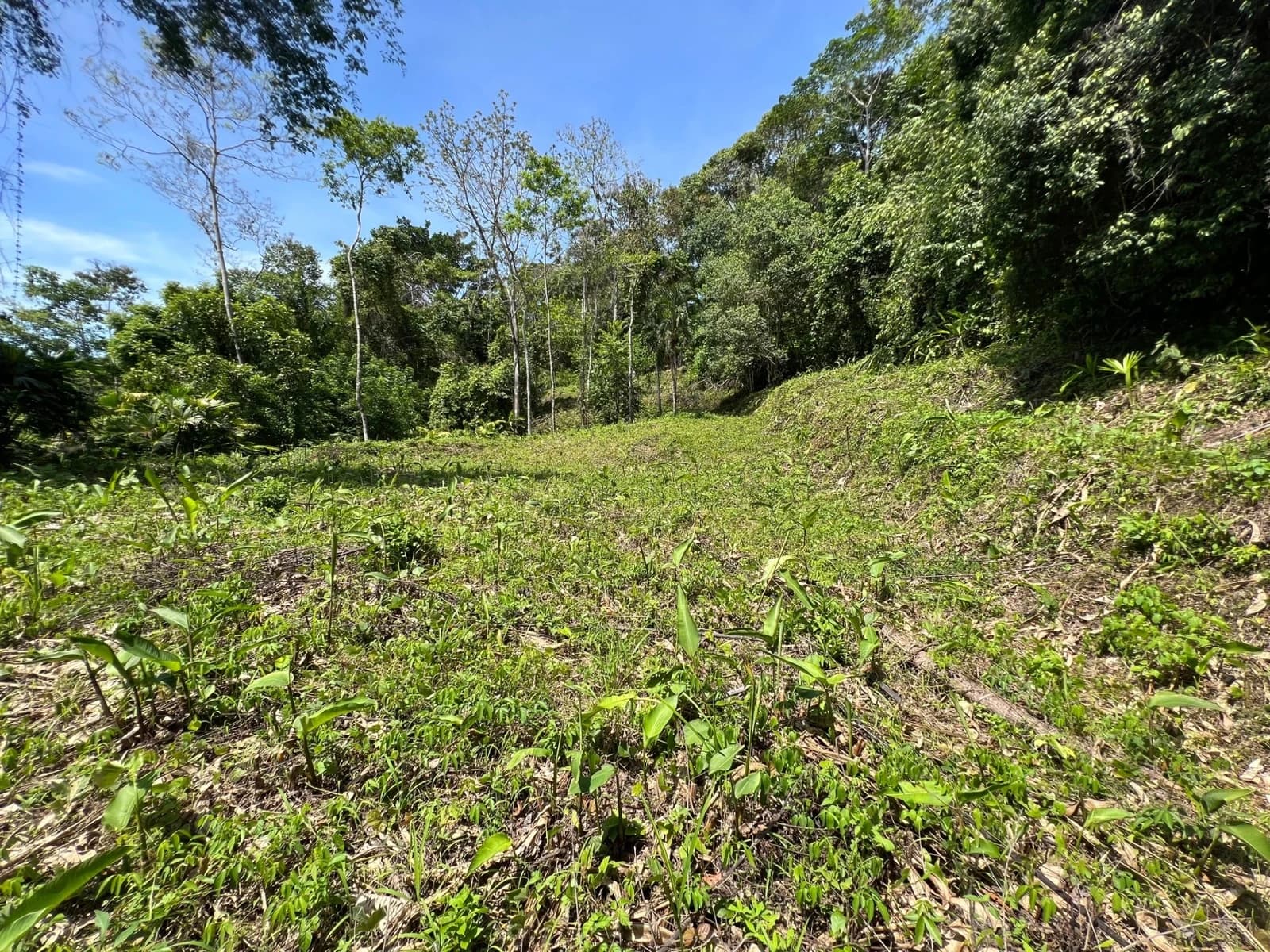 Terreno en Osa