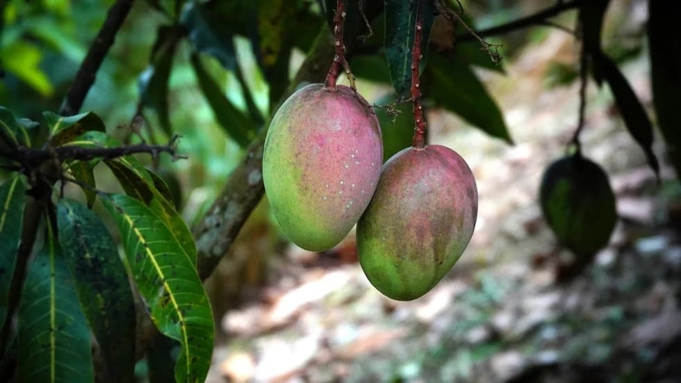 House at San Isidro del General