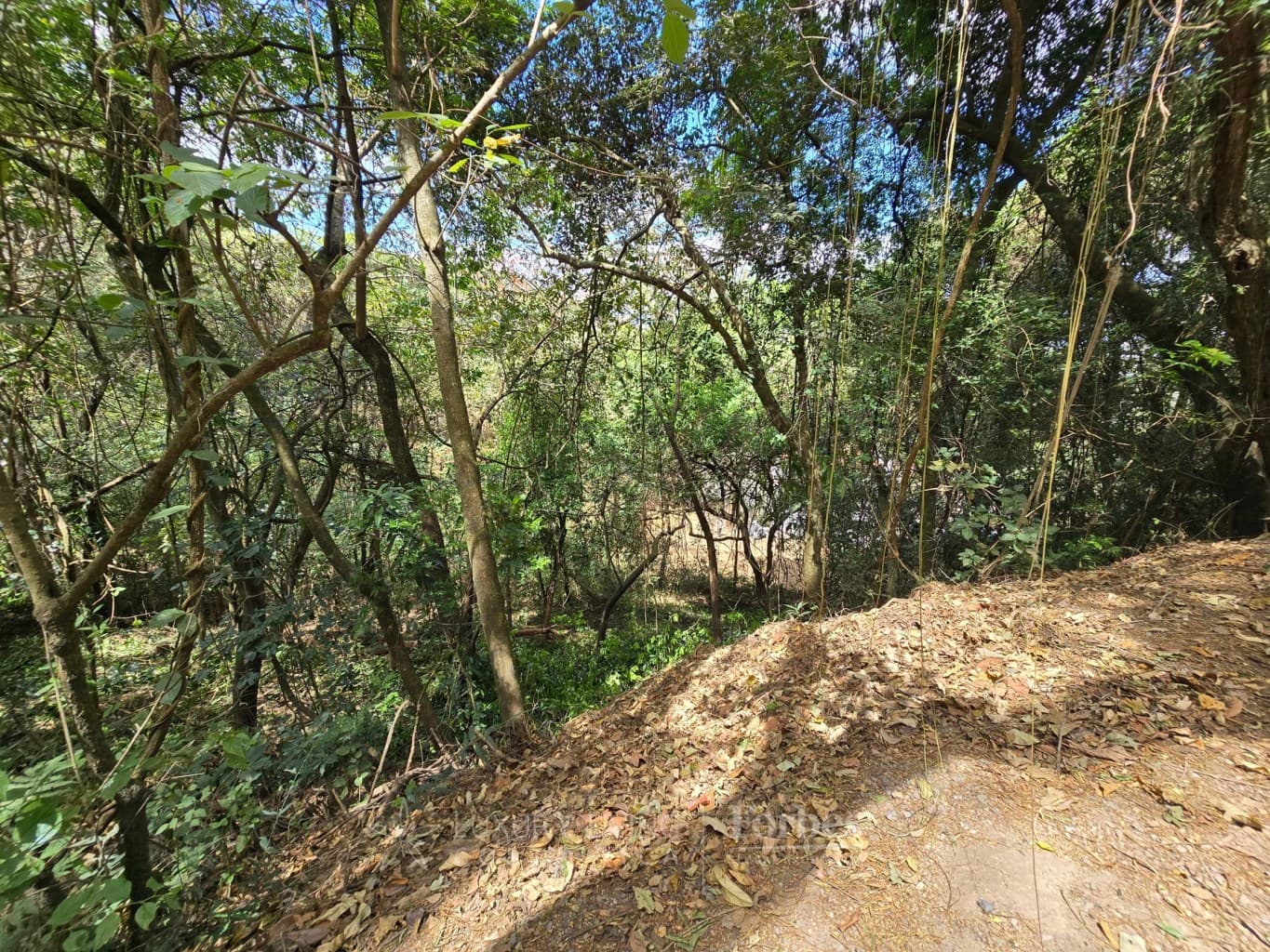 Property at Piedades