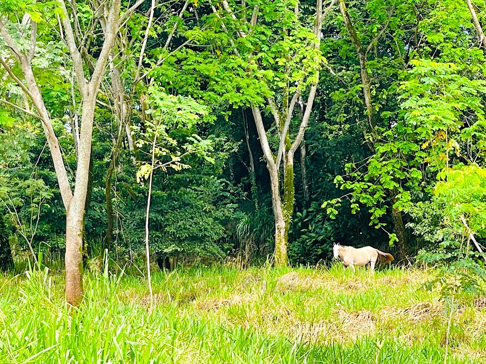 Terreno en Bahía Ballena