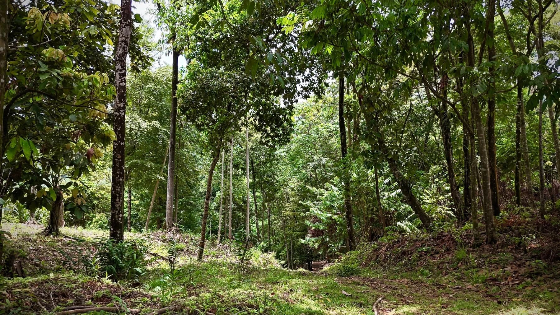 Terreno en Bahía Ballena