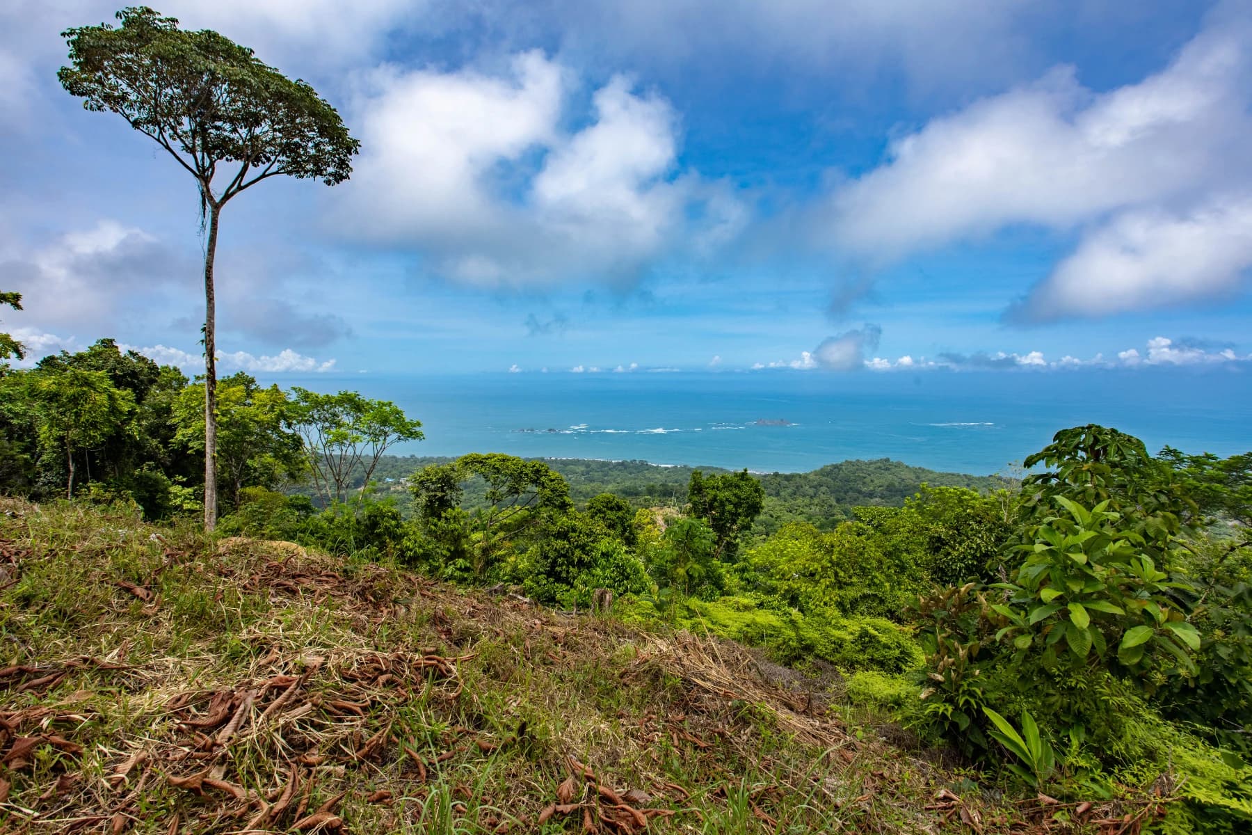 Land at Bahía Ballena