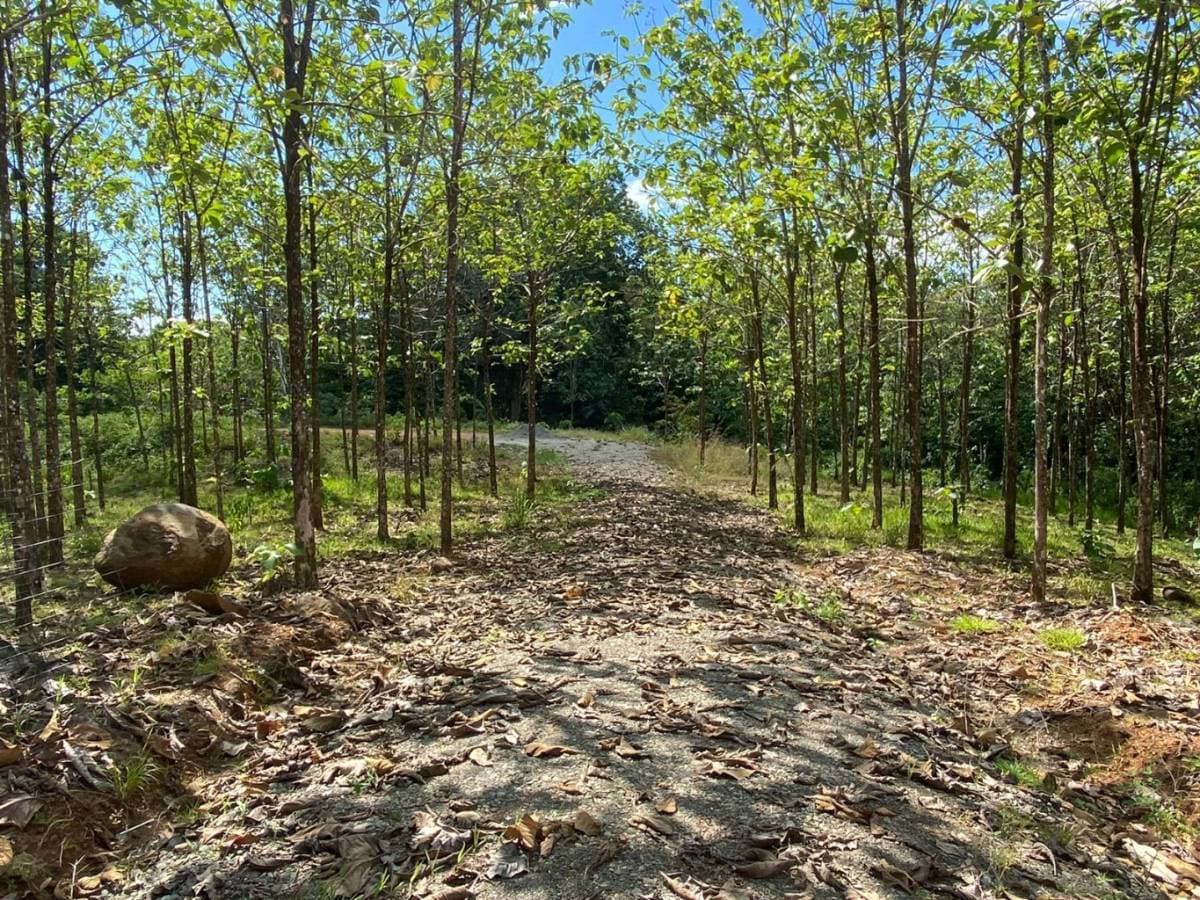 Property at Matapalo