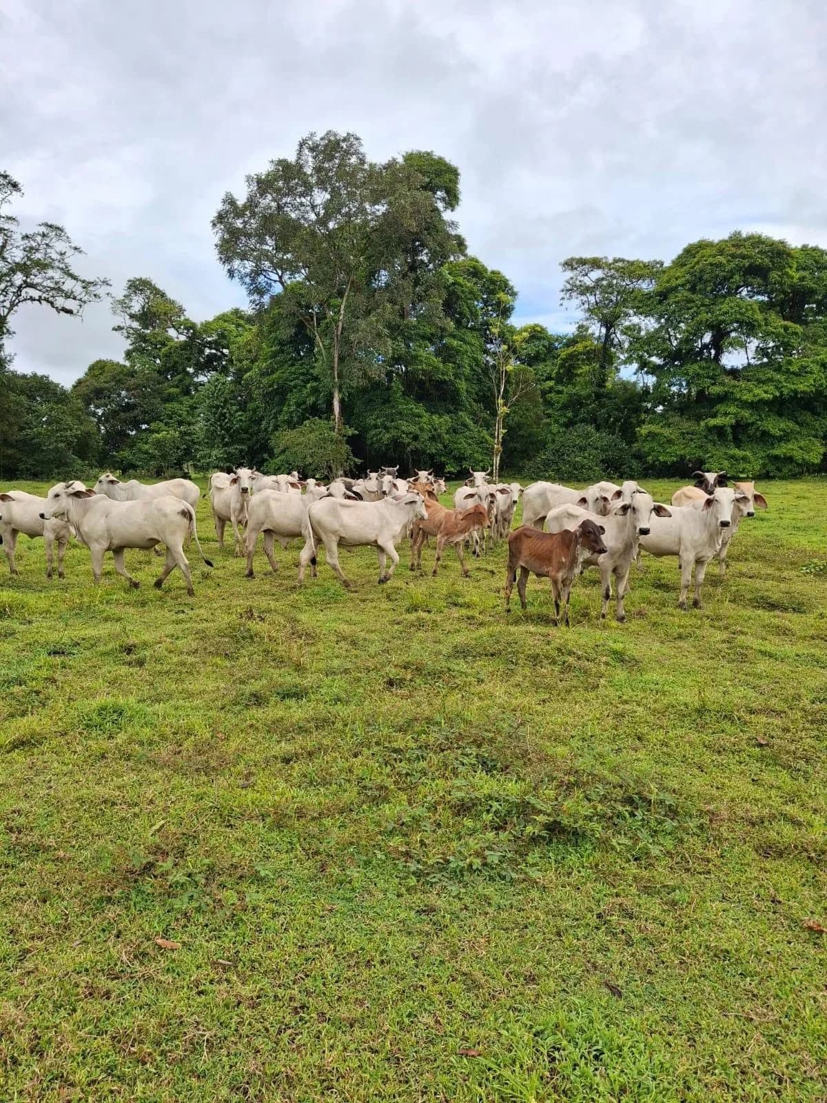 Propiedad en Llanuras del Gaspar