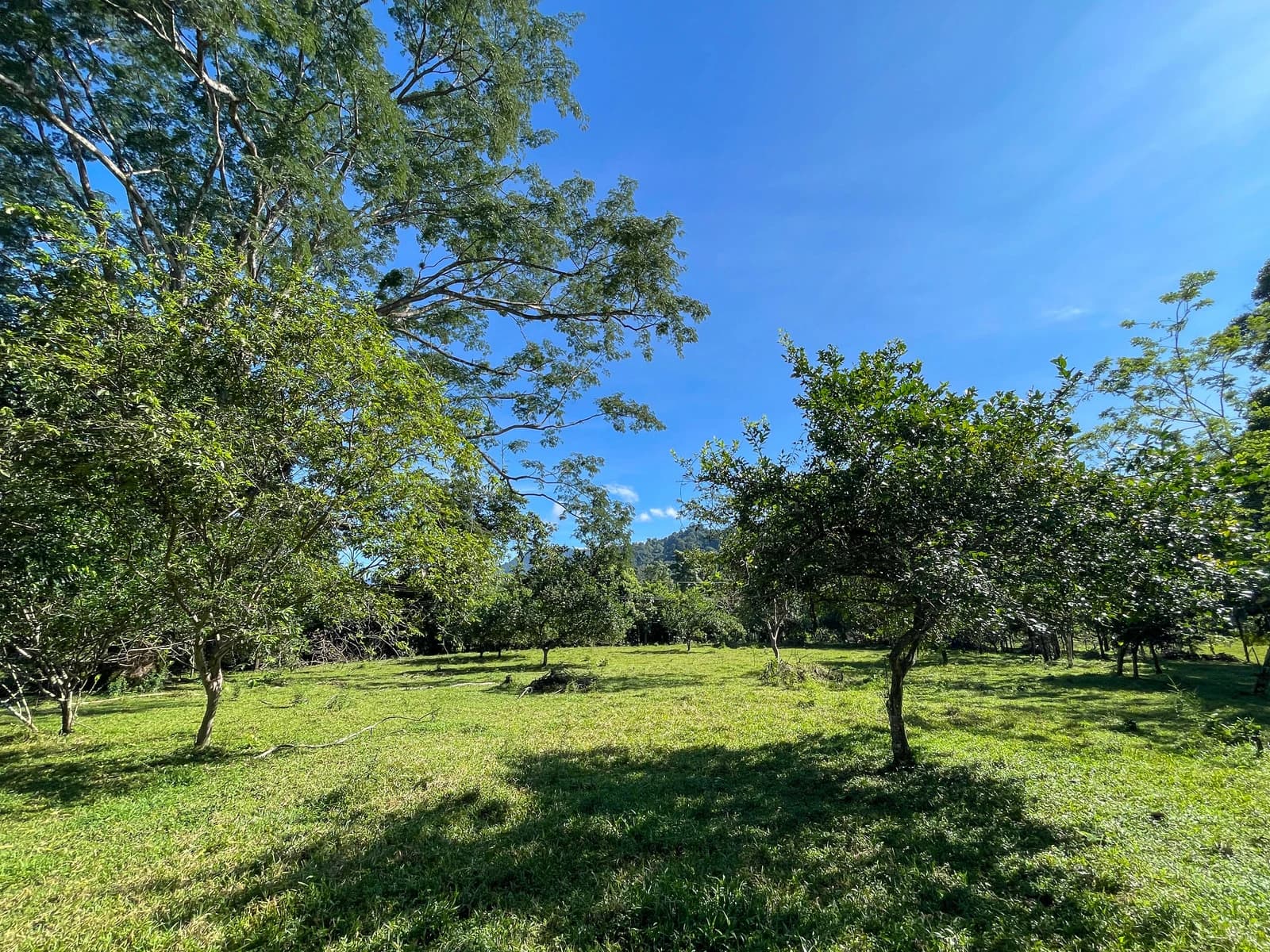 Land at Naranjito