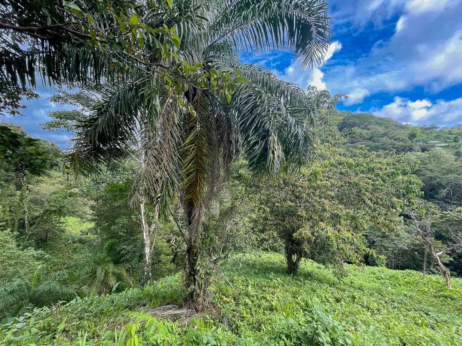 Land at Quepos