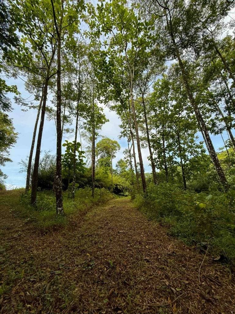 Property at Dominical