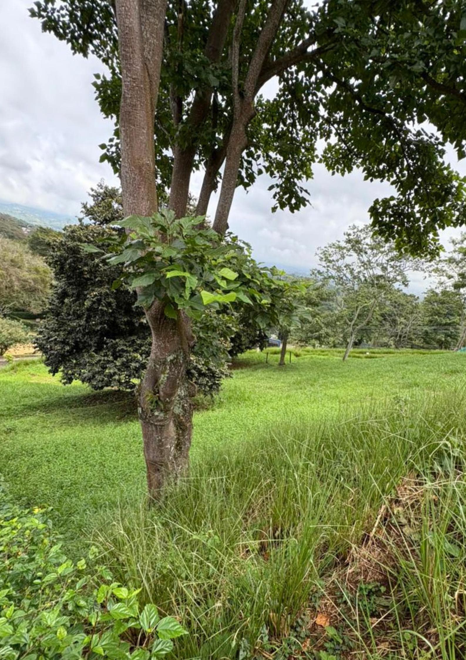 Land at Hacienda Natura