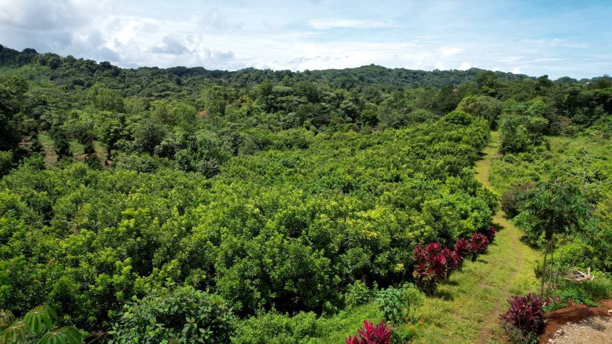 Finca en Ojochal