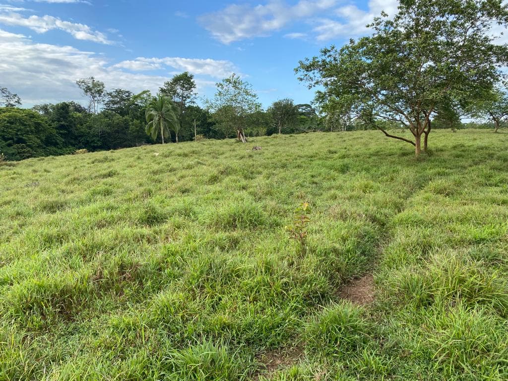 Finca en Cutris