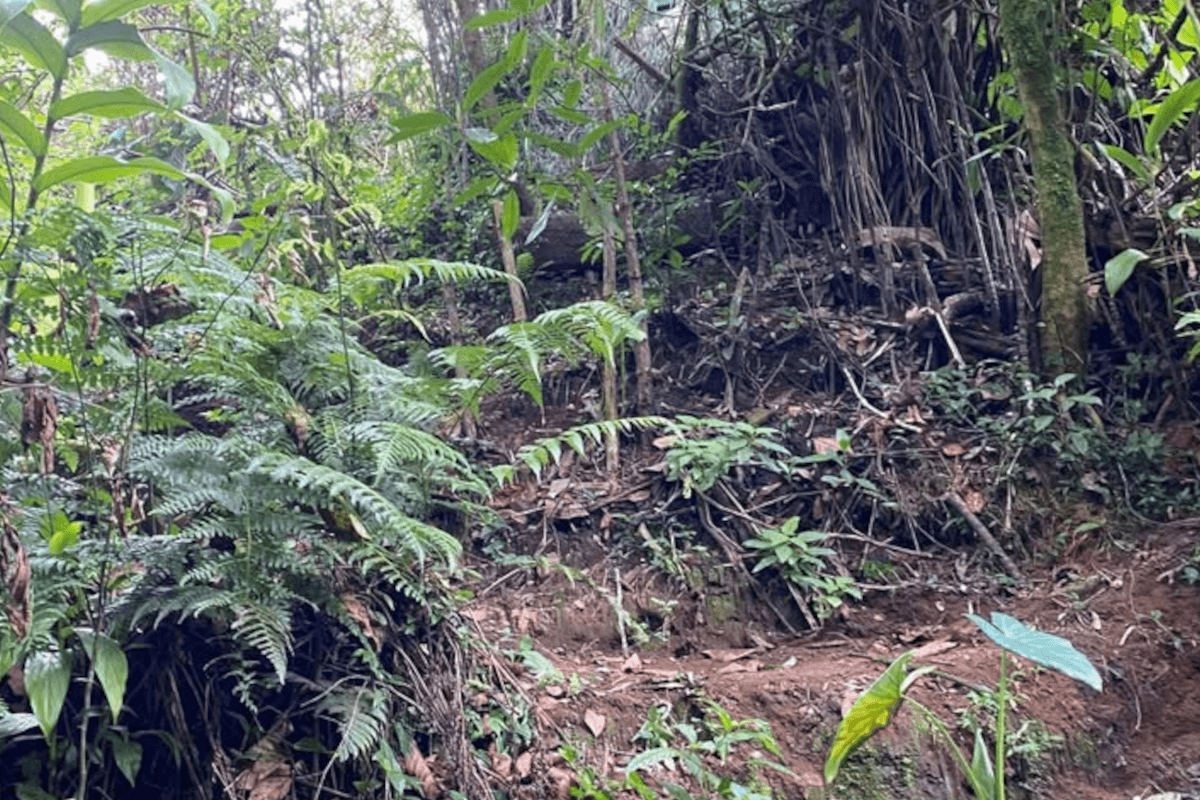 Commercial at Sabanilla