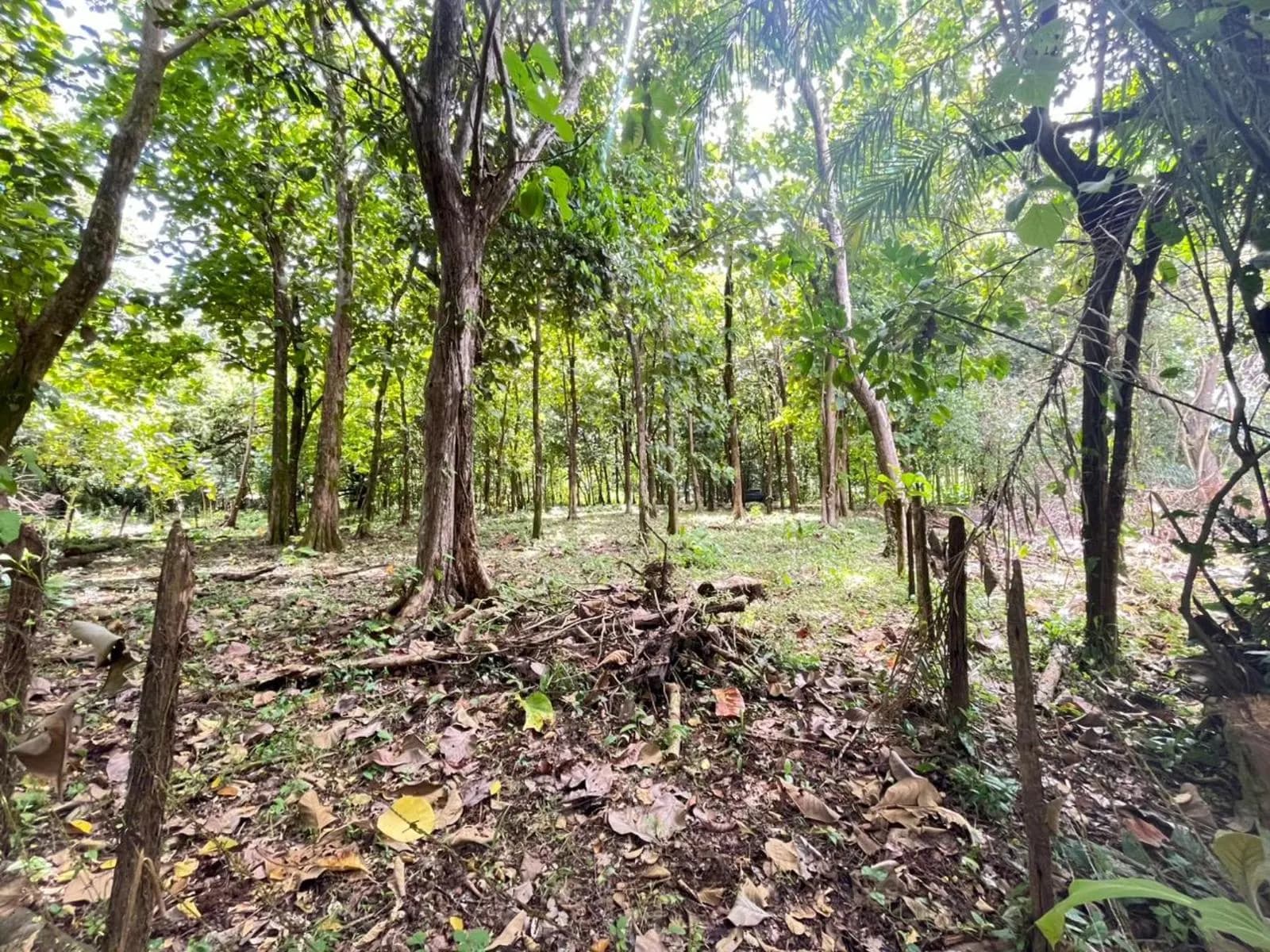 Terreno en Bahía Ballena