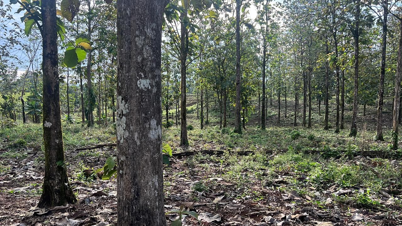 Finca en Peñas Blancas